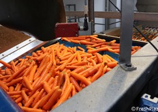 Fase di lavaggio della carota