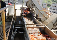 Qui si può vedere una delle primissime fasi dall'ingresso della carota in magazzino