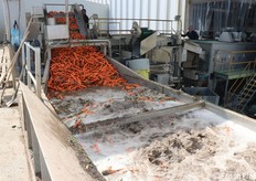 Qui arrivano i bins e la carota inizia il percorso in magazzino: lavaggio, selezione, calibratura, confezionamento.