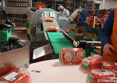 Ecco una delle diverse isole dell'impianto dove giungono le carote ormai confezionate e pronte per essere riposte nelle cassette di cartone. Successivamente vengono palettizzate e spedite