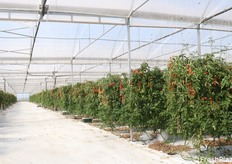 Ciliegino coltivato in una serra di ferro