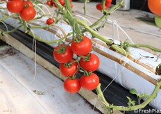 Pomodoro tondo liscio a grappolo