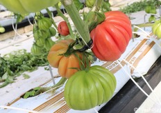 Pomodoro Cuor di Bue