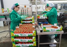 Selezione e confezionamento pomodori in cassetta di cartone a marchio dell'azienda Orto Dirillo