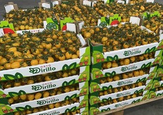 Datterino giallo, una specialità la cui richiesta non è sempre costante