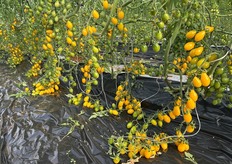 Datterino giallo coltivato in suolo