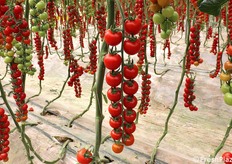 Pomodoro ciliegino rosso
