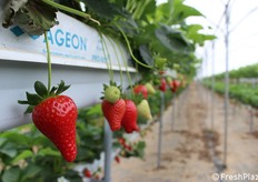 Fragole in fuori suolo a due altezze.