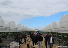 Visita alle serre di produzione di fragole presso l'AOP Arcadia