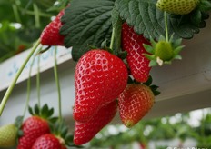 Fragola varietà Sabrosa-Candonga coltivata in fuori suolo