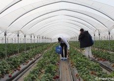 Visitatori esteri incuriositi dalle caratteristiche delle varietà/selezioni NSG.