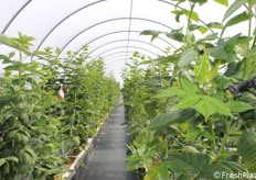 All'interno delle serre di piccoli frutti marchiati NSG