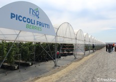 Serre dei piccoli frutti, con varietà e nuove selezioni NSG