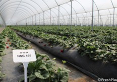Piante varietà premium NSG 465 - Rossetta®