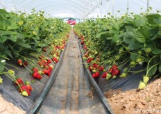 Varietà di fragola NSG9