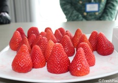 Degustazione fragole nuova selezione denominata A.