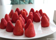 Degustazione fragole nuova selezione denominata C