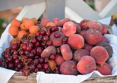 Pesche, albicocche, ciliegie, frutta di stagione e biologica