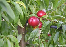 Nuova selezione in prova