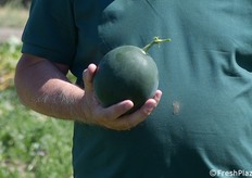 La mela-anguria: peserà da 0,800 kg fino a un massimo di 1,5 kg