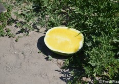 Selezione a polpa gialla