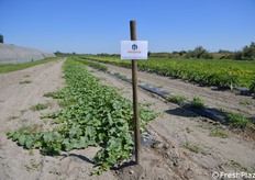Prove di pacciamatura biodegradabile