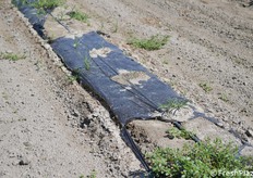 Prove di pacciamatura biodegradabile