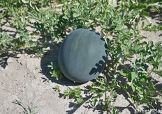 Una selezione miglioratrice della varietà Giotto