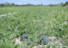 Prove in campo a Lido di Spina (Ferrara)