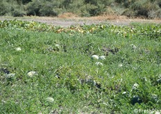 Altre prove sperimentali 