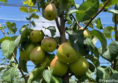 Per l'anno in corso, le attese indicano un raddoppio dei volumi raccolti