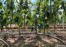 Innovativa forma di coltivazione denominato Guyot, tra i sistemi più diffusi in Italia anche per le pomacee per ottimizzare la gestione e la produttività dei frutteti. Questo approccio si propone di, offrendo soluzioni flessibili e mirate per gli operatori del settore. Il sistema Guyot si basa sulla predisposizione naturale della pianta a sviluppare rami e gemme simultaneamente.