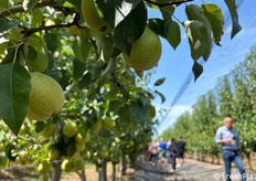 Per il pero Eden vengono mediamente effettuati 10-12 trattamenti/anno (incluse 4-5 concimazioni fogliare). Le spese totali per la gestione annuale di un ettaro si aggirano intorno ai 10-12.000 euro.