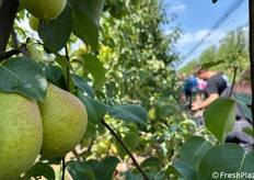 Le principali caratteristiche qualitative della pere Eden sono: shelf-life, croccantezza e grado zuccherino (da 14 fino a 18°Brix).