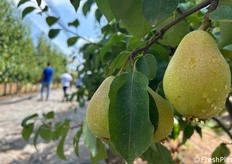 Pere Eden in fase di maturazione