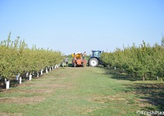 Una veduta dell'impianto di Luca Pasotti: si tratta di 4 ettari con due varietà, Makako e Vialfas 