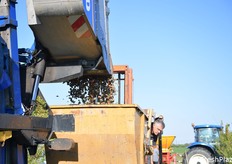 Fase si versamento dalla tramoggia della raccoglitrice alla vasca di trasporto 