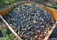 Le mandorle pronte per essere poste nella smallatrice