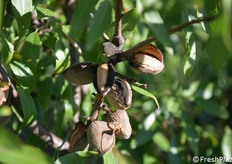 Il Consorzio del mandorlo moderno (Cimm) nei primi giorni di settembre è nel pieno della raccolta. Venerdì 5 settembre 2025 la raccolta meccanizzata si è svolta a Imola (Bologna), presso l'impianto dell'agricoltore Luca Pasotti (fotoservizio Cristiano Riciputi) 
