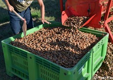 Mandorle senza mallo