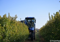 La macchina per la raccolta delle mandorle, utilizzata dal Consorzio Cimm, è una normalissima vendemmiatrice