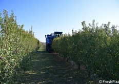 La raccolta avviene per scuotimento