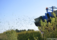 Le foglie vengono espulse tramite una ventola