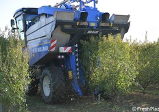 L'aspetto positivo della raccolta meccanizzata è che le mandorle non toccano mai terra, preservando qualità e sanità