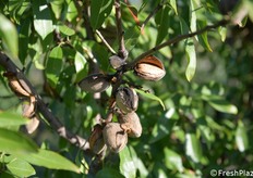 Mandorle sulla pianta pronte per la raccolta: si nota il mallo già aperto