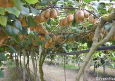 Anche il calibro appare superiore alla media di altri anni