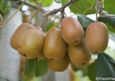 La raccolta in Romagna inizierà attorno al 15 settembre