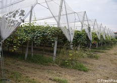 Azienda agricola Mainetti 
