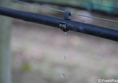 Irrigazione a goccia