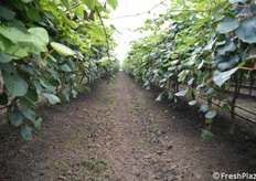 Baulatura molto pronunciata 